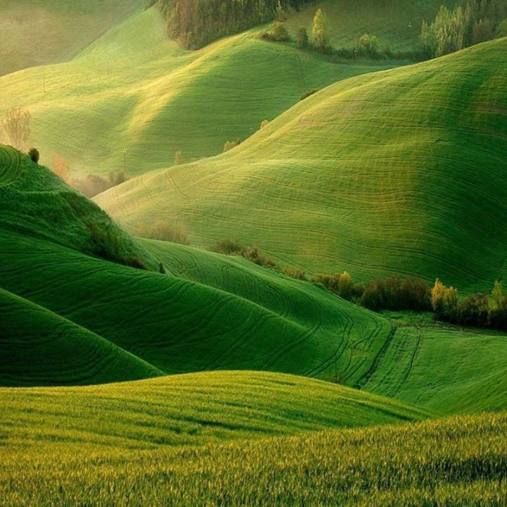 Green fields