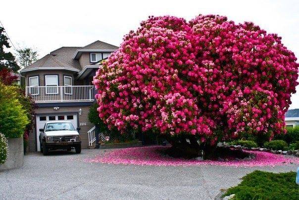 Dies ist ein Rhododendron Cynthia, das bereits über 100 Jahre alt ist und sich in Vancouver, Kanada, befindet.