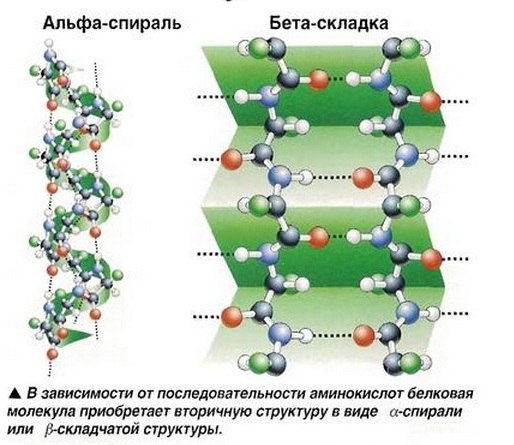 Wie funktionieren Proteine? Proteine sind unverzichtbare strukturelle Elemente, die für das Wachstum und den Stoffwechsel im Körper des Menschen sowie aller lebenden Wesen erforderlich sind. - 1