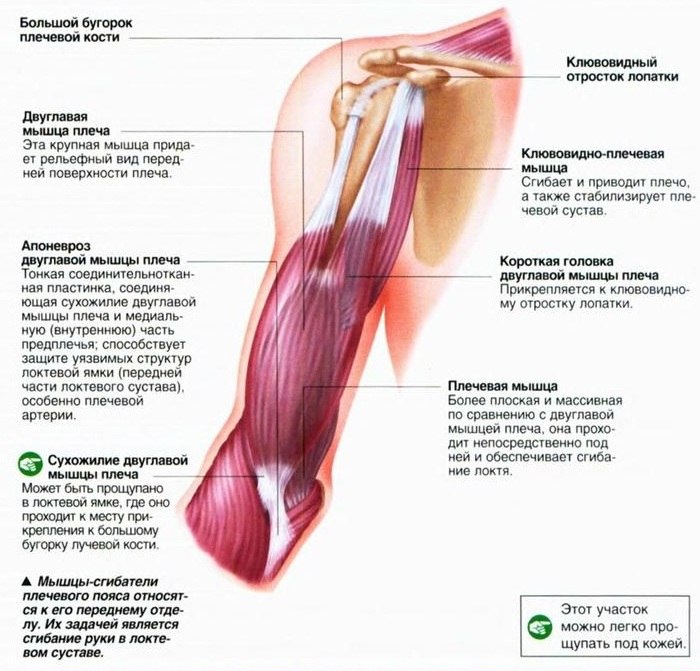 Die Muskeln der Schulter können in zwei separate Gruppen unterteilt werden.