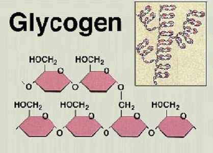 Verfahren der Superkompensation des Glykogens.