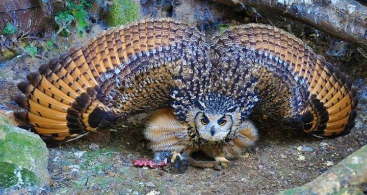 Eine prächtige Eule bewacht ihre Beute.