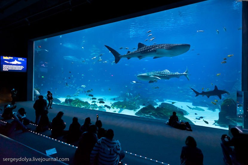 ГЕОРГІЯ АКВАРИУМ - 5