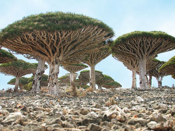 Wyspy Socotra, Jemen
