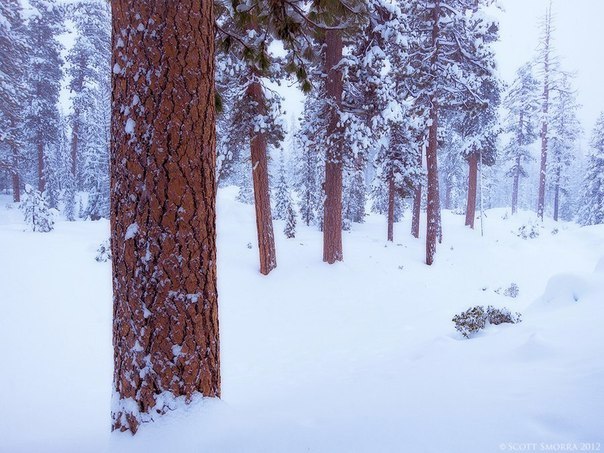 Winter in the Forest, Oregon State