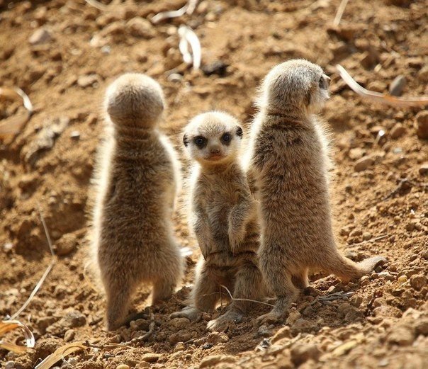 Surikaty sind Tiere, die ein Lächeln hervorrufen. - 9