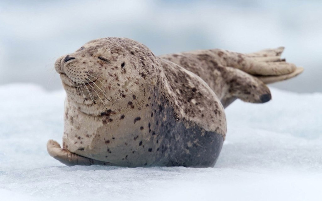 El foca se calienta bajo los rayos del sol de la mañana.