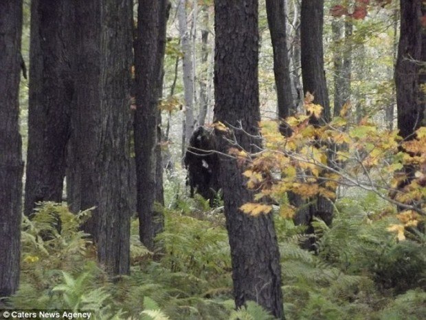 Un turista fotografió a estas enormes criaturas.