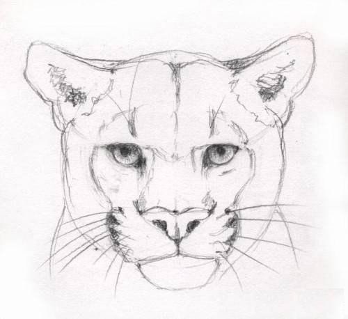 Wie man eine Puma zeichnet. Benötigt wird:<br>ein Blatt Papier im Format A4<br>ein Bleistift mittlerer Härte<br>ein Radiergummi. - 6