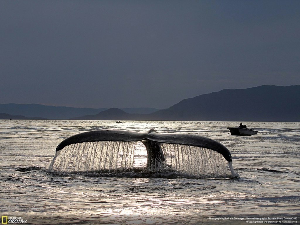 Ballena en las cercanías de la ciudad de Chicken, en el sur de Alaska.