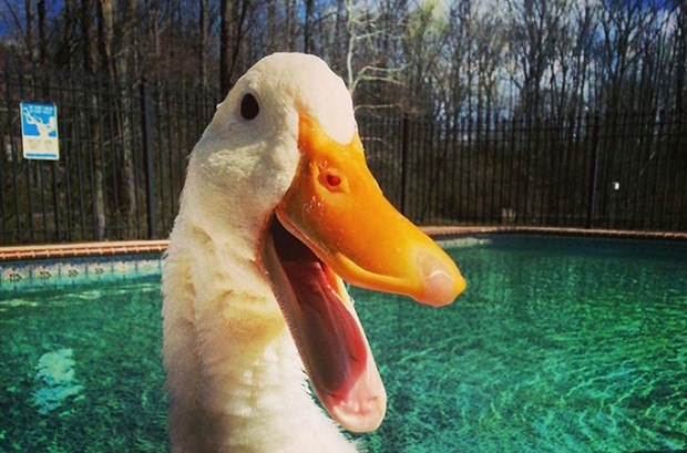 Gracias a la tecnología de impresión 3D, un pato discapacitado que no podía caminar debidamente obtuvo una prótesis para su pata izquierda. - 5