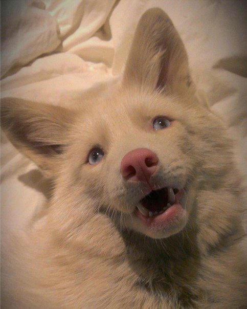 Miko es una zorra doméstica de color «champán rosa».