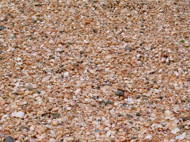 Shell Beach es una playa increíble que, en esta ocasión, está completamente cubierta de conchas.