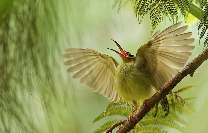 La grande abeja néctarina de mejillas amarillas se despierta por la mañana en el bosque de la isla de Borneo, en Malasia.