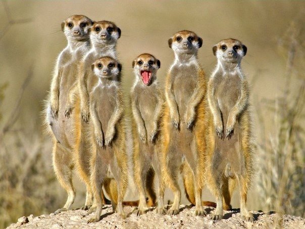 Surikaty sind Tiere, die ein Lächeln hervorrufen. - 6