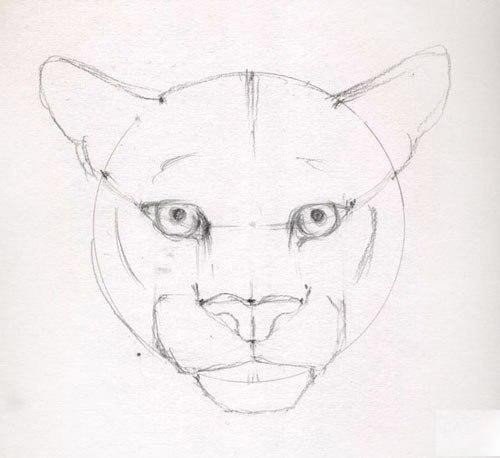 Wie man eine Puma zeichnet. Benötigt wird:<br>ein Blatt Papier im Format A4<br>ein Bleistift mittlerer Härte<br>ein Radiergummi. - 5