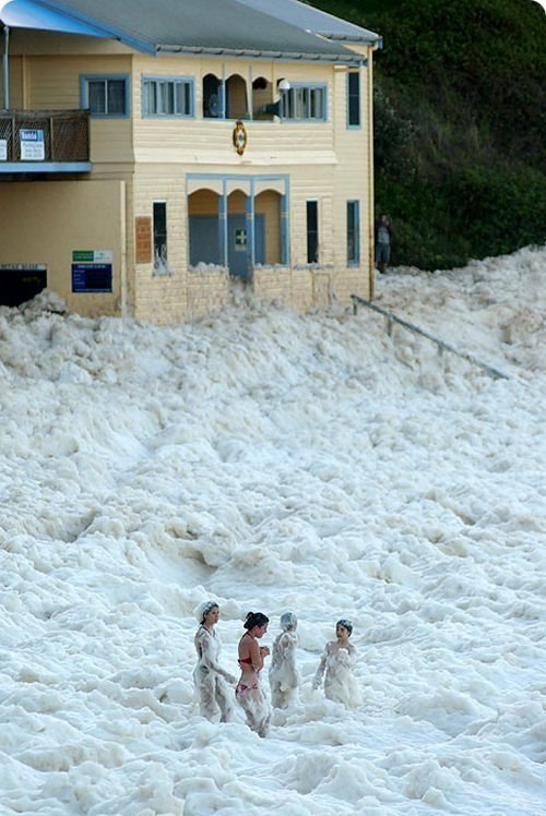 Capuchino Costero. El Capuchino Costero es un fenómeno natural que ocurre muy, muy raramente.