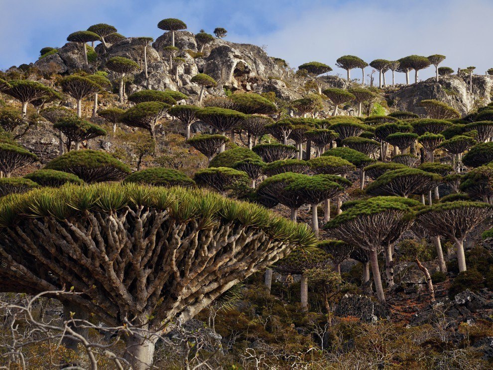 Лес драконовых деревьев, остров Сокотра
