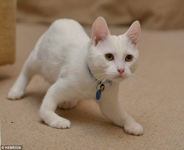 Gatito discapacitado que camina sobre los codos.