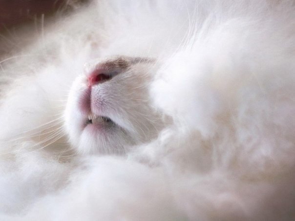 安哥拉兔是世界上毛最柔软的兔子。