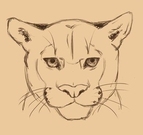 Jak narysować Pumę. Wymagane materiały:<br> arkusz papieru A4<br> ołówek w średnio twardej grubości<br> gumka do ścian.