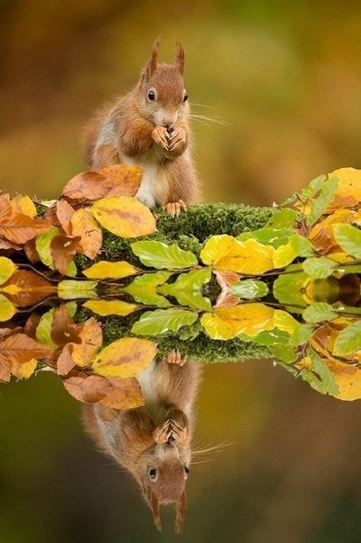Tiere durch die Linse der niederländischen Fotografin Edvin Kats. - 9