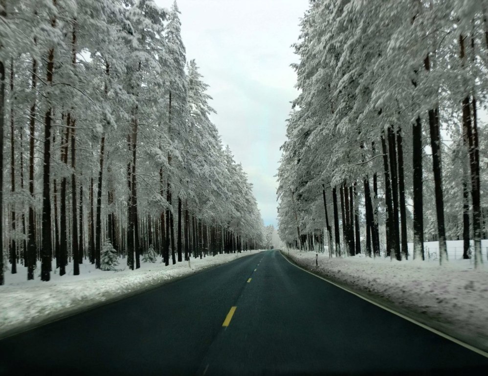 Camino a través del bosque de invierno