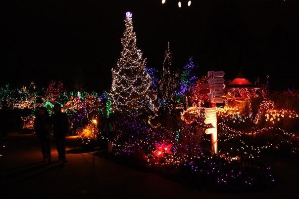 Co roku w Vancouver, w ogrodzie botanicznem Van Dusen, organizuje się festiwal światła – niezwykły spektakl, w którym bierze udział 1 400 000 żarówek. - 5