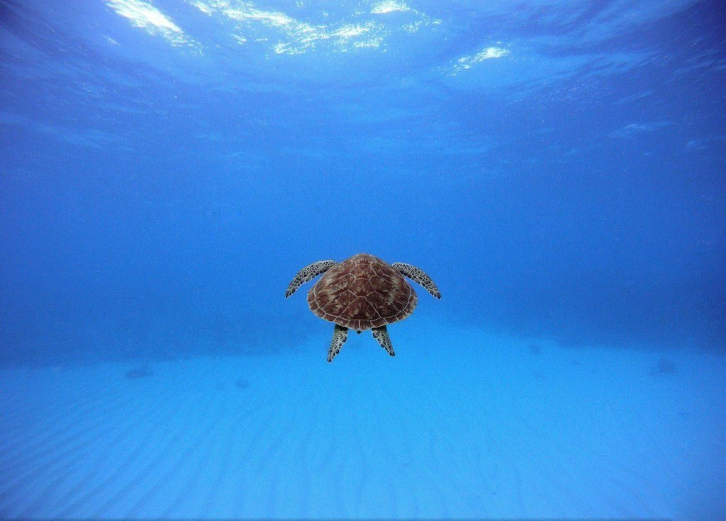 Die Schildkröte am Ufer