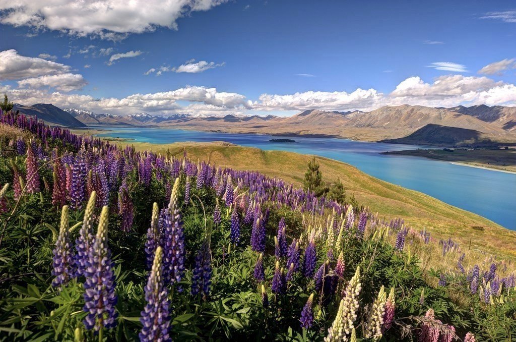 Die Blütezeit der Lupinen am See Tekapo