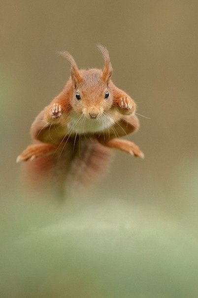 Animales bajo el objetivo de la cámara del fotógrafo holandés Edwin Kats.