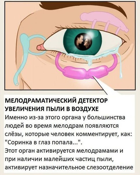 Órganos de los que ni siquiera sabías su existencia.