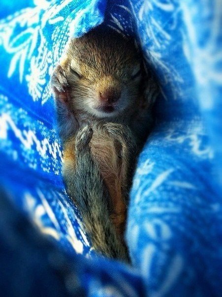 这只被拍摄野生动植物的导演保罗·威廉姆斯救下的小贝尔丘诺克。 - 6