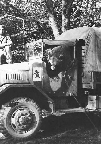 Durante la Segunda Guerra Mundial, el Ejército Polaco de Anders encontró un osito en Irán, lo adoptaron y le dieron el nombre de Wojtek.