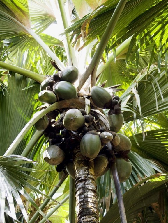 Resulta que, entre estos árboles gigantes, el que posee el mayor número de récords es la palma de Seychelles.