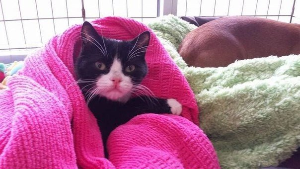 La gata cuida de un gato paralítico.