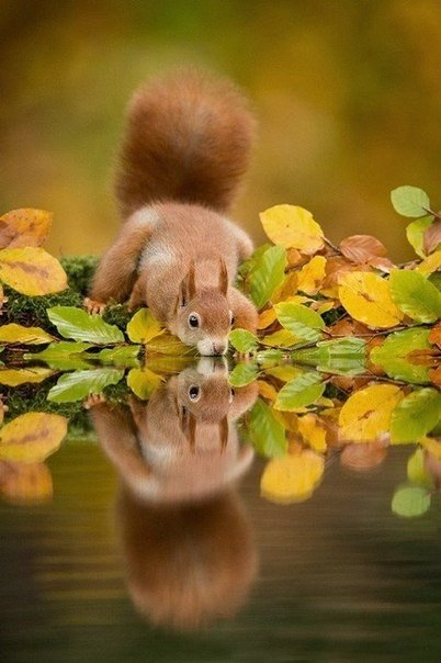 Tiere durch die Linse der niederländischen Fotografin Edvin Kats. - 6