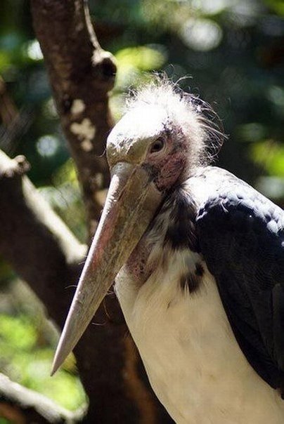 Missgestured representatives of the animal kingdom.