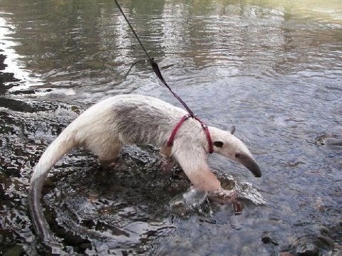 Самые необычные домашние животные. - 5