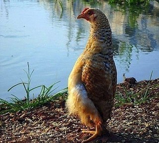 Китайская курица по кличке Мамбл считает, что она - пингвин.