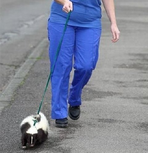 Найбінь нецзи бій ѥу ши.