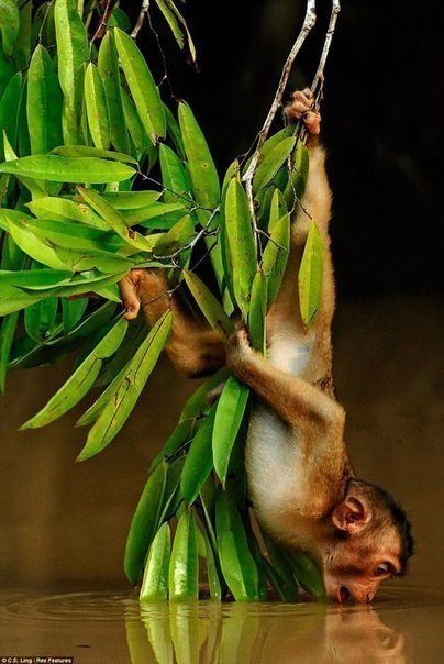 РедкиеКадры из жизни-Без фотошопа.