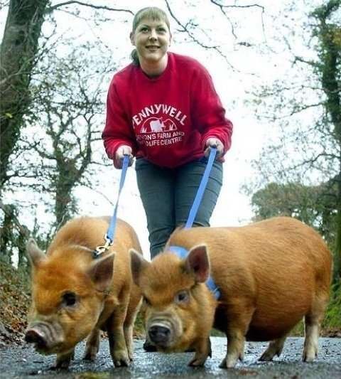 Самые необычные домашние животные. - 7