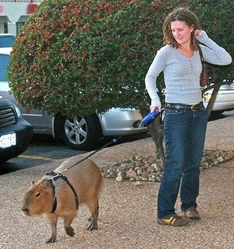 Самые необычные домашние животные. - 6