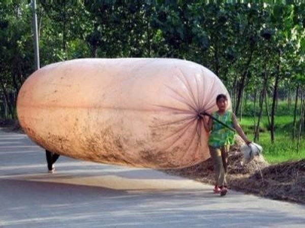 您认为这是什么？