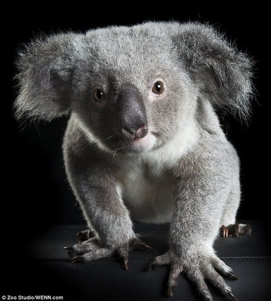 在2012年10月，这只考拉幼崽在澳大利亚被发现在它已经死亡的母亲身旁。