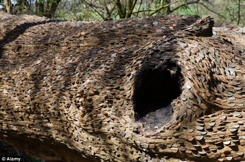 Les arbres à pièces en Angleterre… On dit souvent que l’argent ne pousse pas sur les arbres.