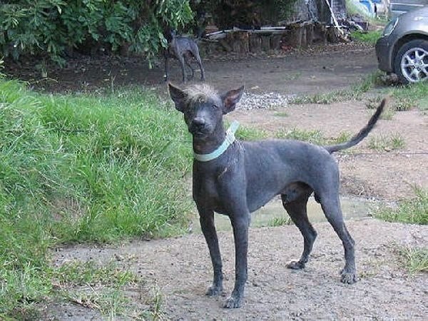 Уродливые представители фауны. - 5