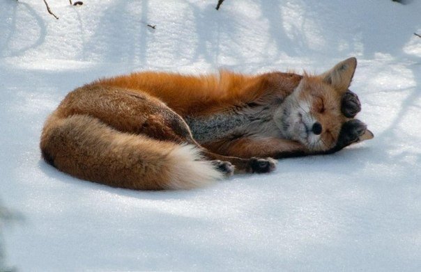 狐狸与雪。冬季里拍摄的那些精彩绝伦的狐狸照片。 - 9