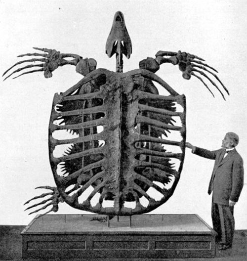 The largest turtle that ever lived on Earth is considered to be the Archelon.